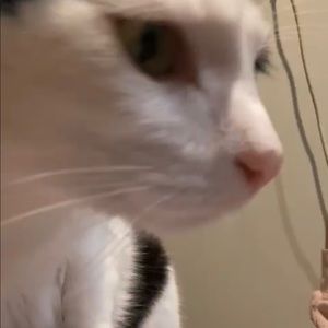 Meet your Posher, Ally